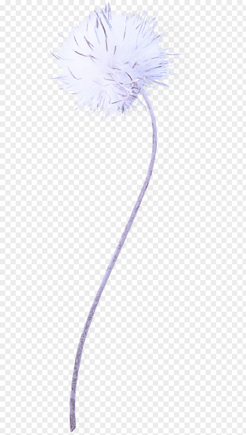 Feather PNG