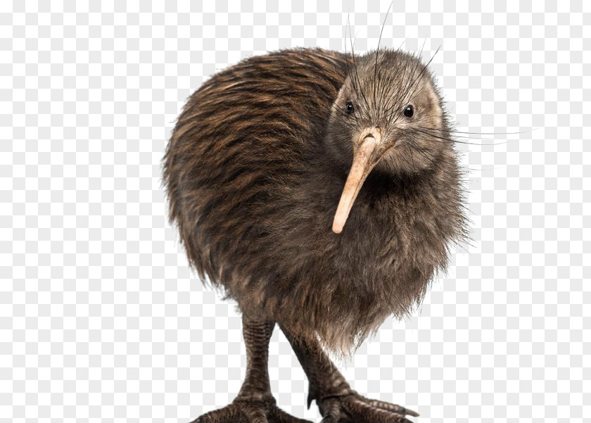 Greater Rhea Ratite Kiwi Bird PNG