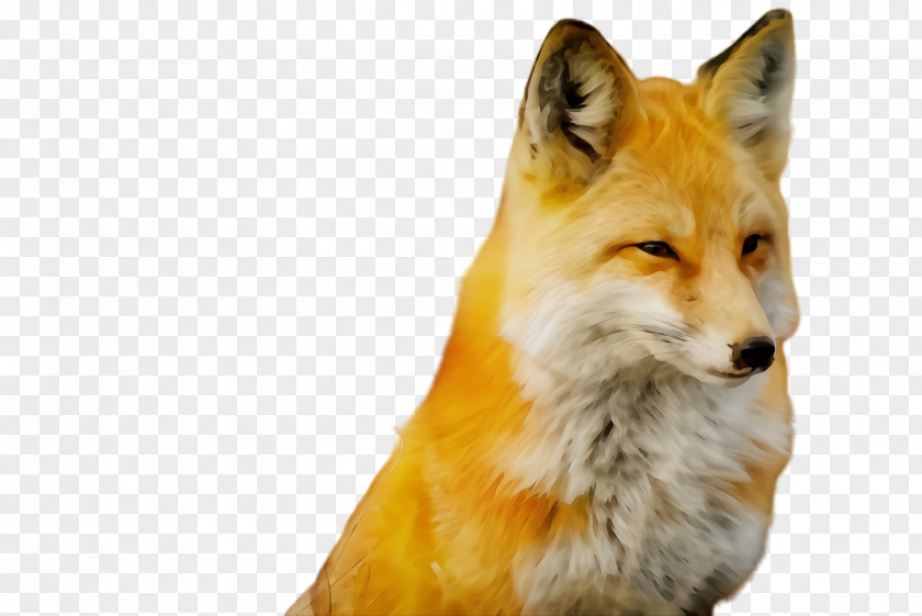 Swift Fox Snout Red Wildlife Dog PNG