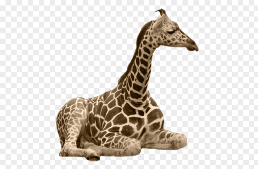 Giraffe Nonviolent Communication Nonviolence Animal PNG