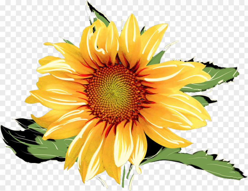 Sunflower Drawing Watercolor Painting Clip Art Image PNG