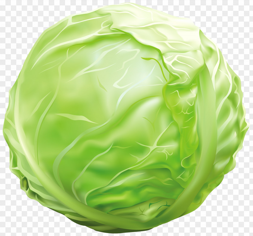 Cabbage Vegetable Lettuce Clip Art PNG
