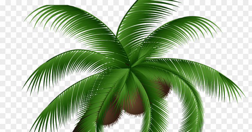 Cycad Vascular Plant Coconut Tree Cartoon PNG