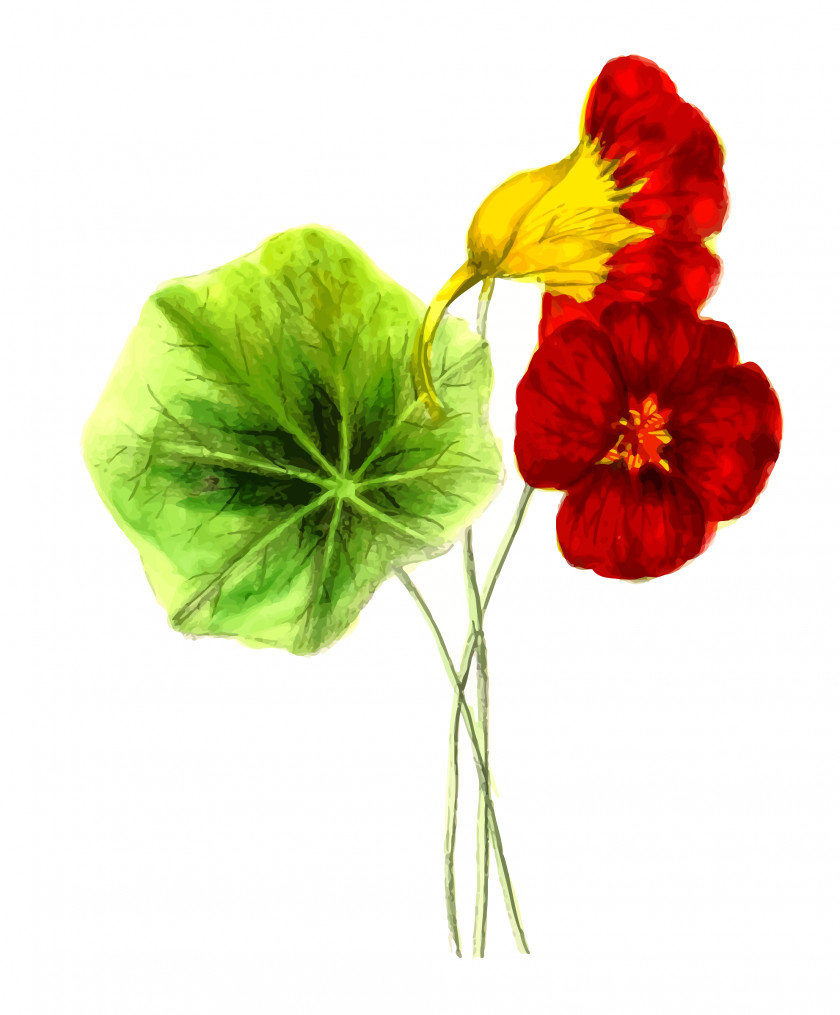 Nasturtium Flower Cliparts Tropaeolum Clip Art PNG