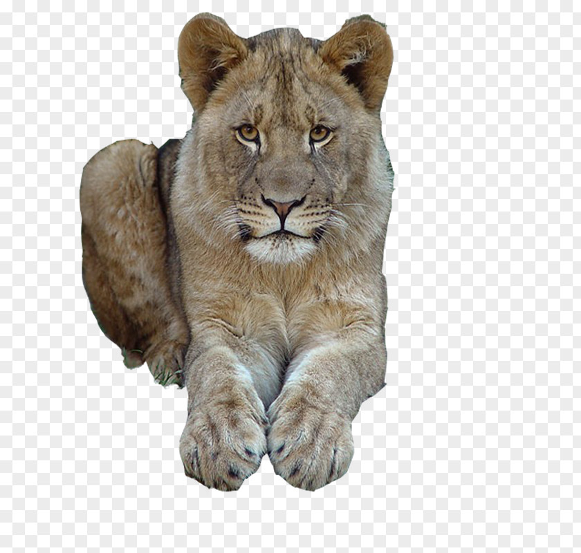 Cat East African Lion Tiger Felidae Mammal PNG