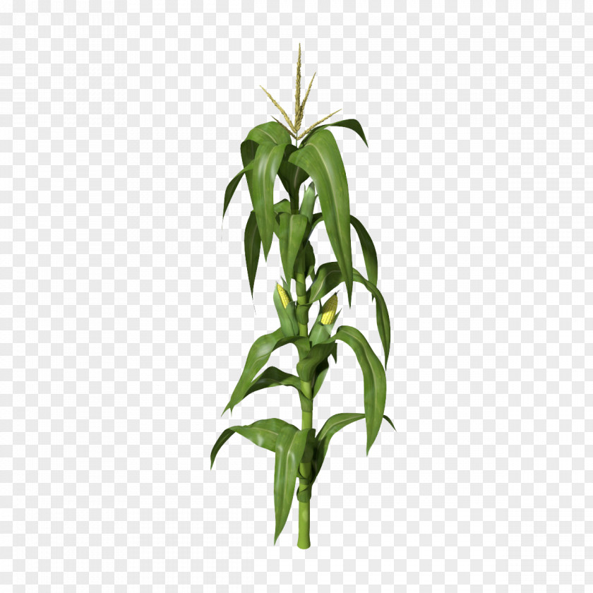 Corn Plant Clipart Maize 3D Computer Graphics Stock Photography Clip Art PNG