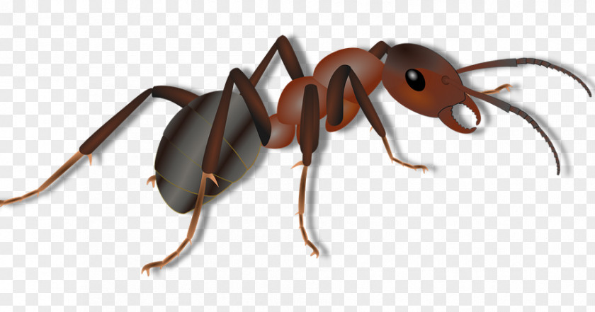 Insect Red Imported Fire Ant PNG
