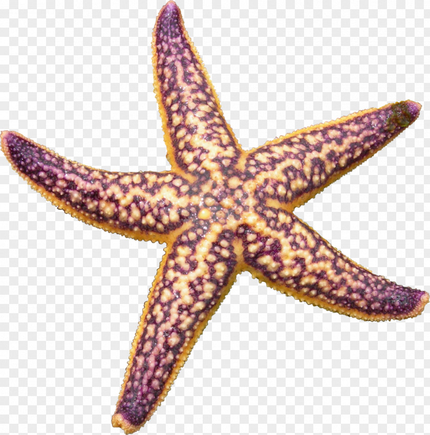 Purple Starfish Clip Art PNG