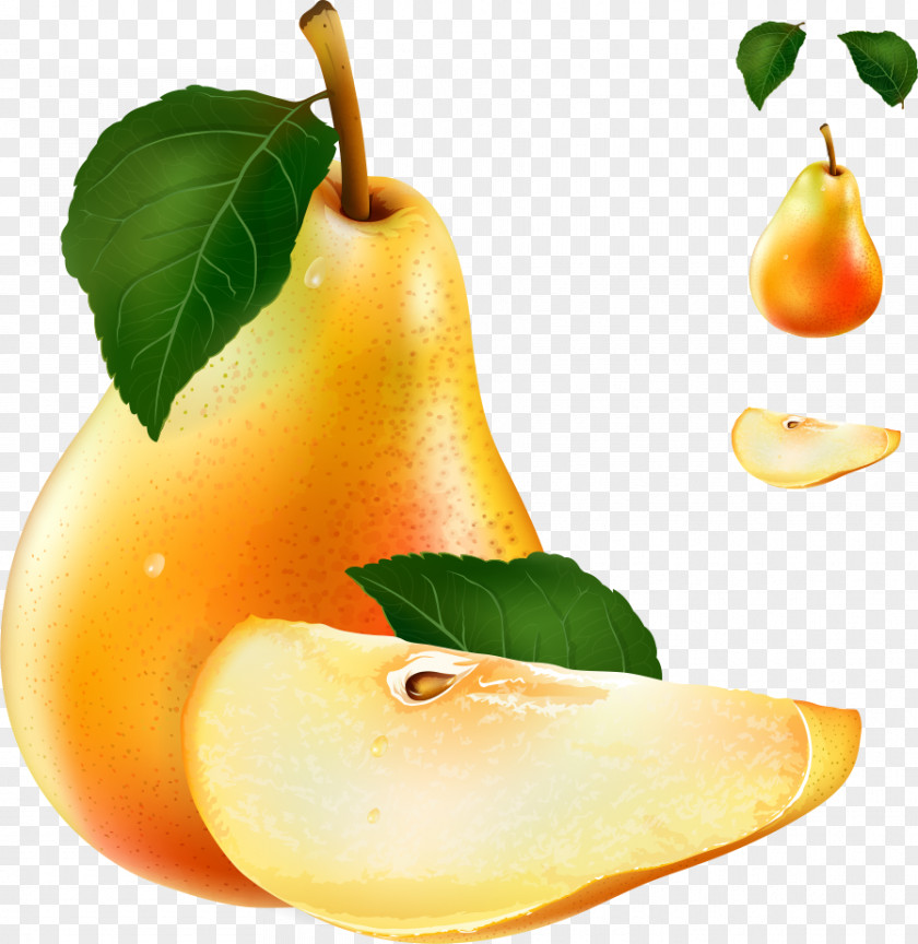 Vector Pears Pyrus Xd7 Bretschneideri Auglis Stock Photography Illustration PNG