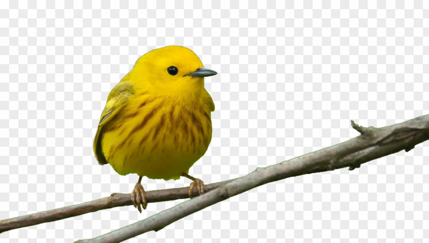 Yellow Birds Bird Feeders Beak Window Finch PNG