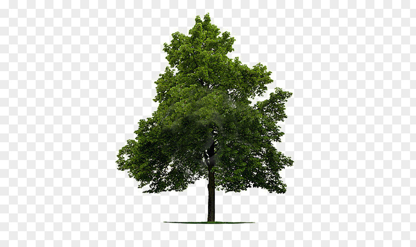 A Linden Tree Material PNG linden tree material clipart PNG