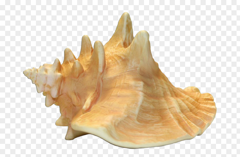 Conch Queen Seashell Shankha PNG