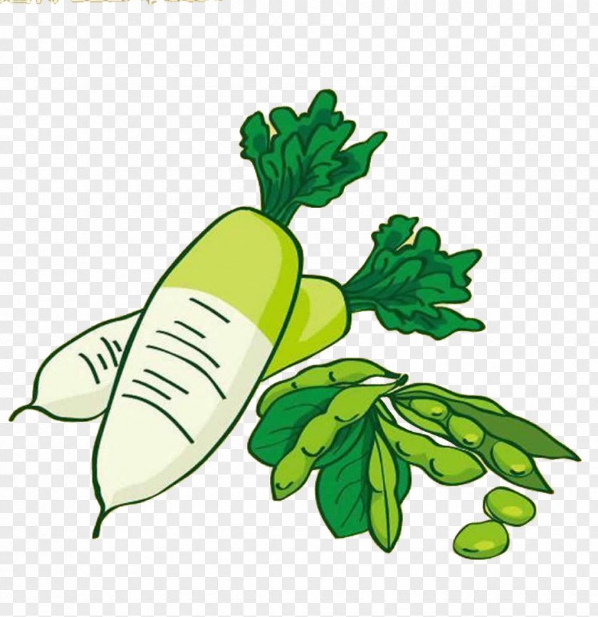 Radish Peas Edamame Vegetable Food Bean PNG
