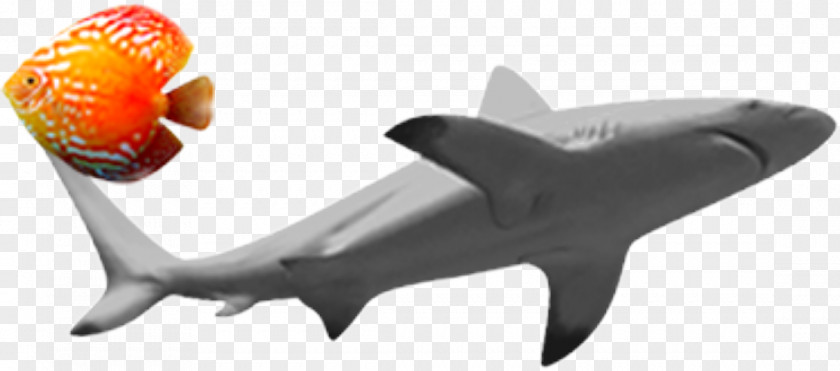 Shark Fish Clip Art PNG