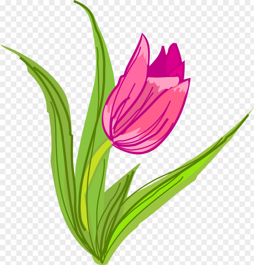 Tulip Flowering Plant Cut Flowers PNG