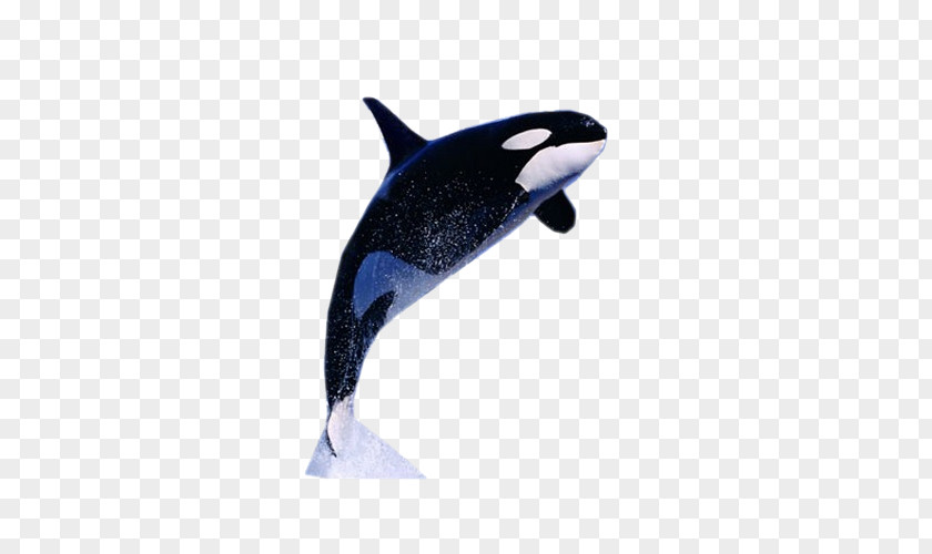 Whale Killer Dolphin Information Facebook PNG