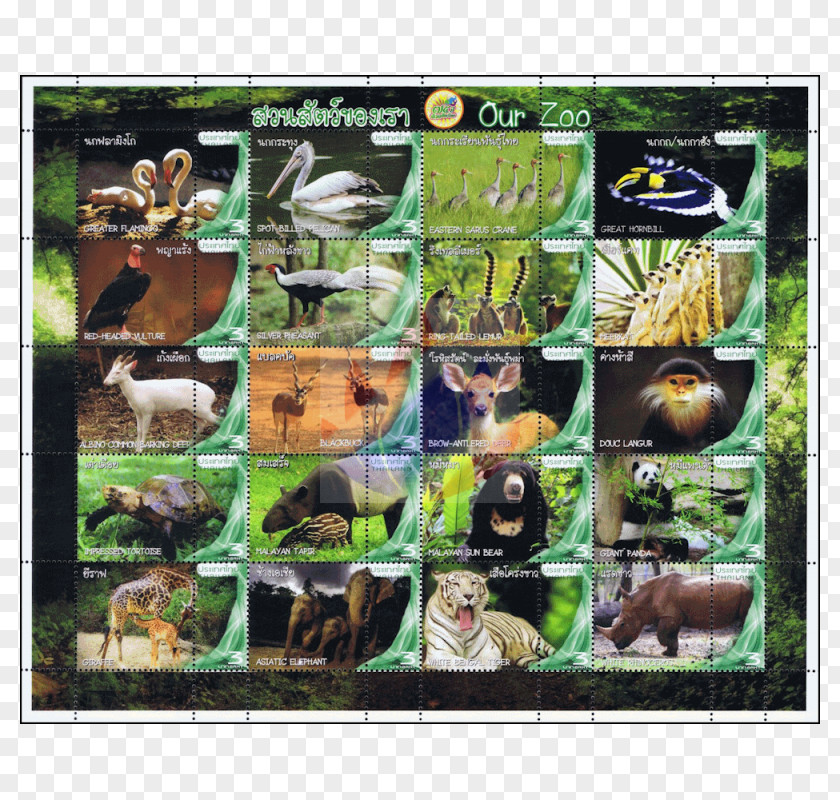 Dusit Zoo Chiang Mai Animal Fauna PNG