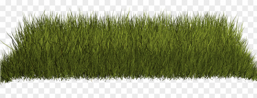 Grass Lawn Green Flower Garden PNG