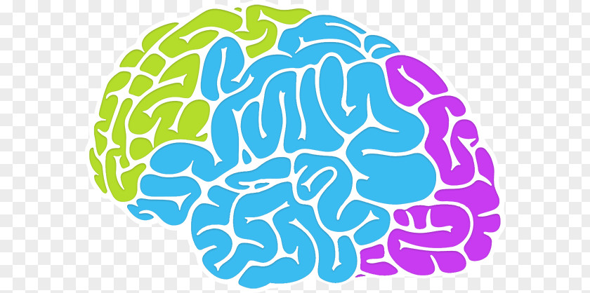 Intelligent Brain Intelligence Neuroscience Memory Cognition PNG