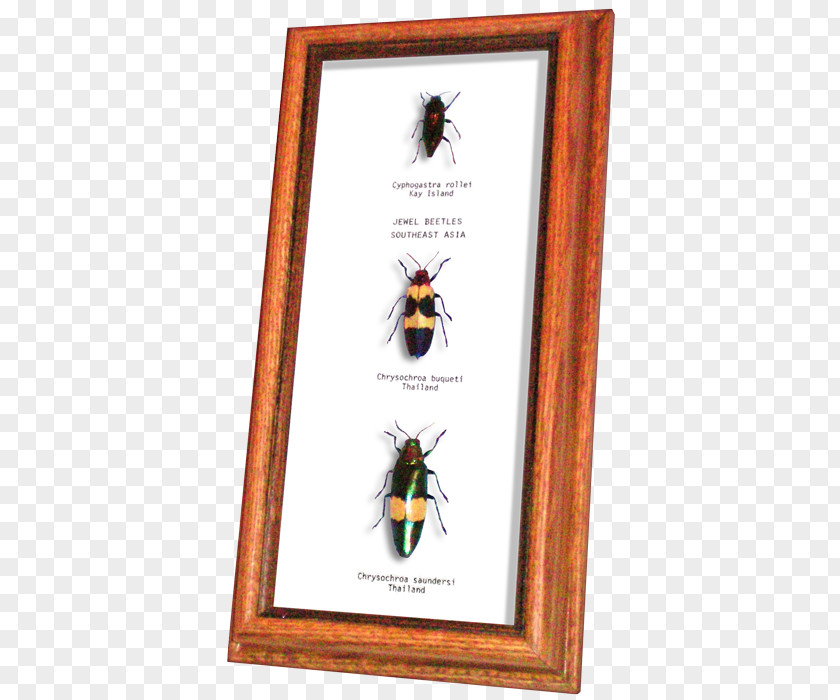 Jewel Beetle Beetles And Bugs Wildwood Canada PNG