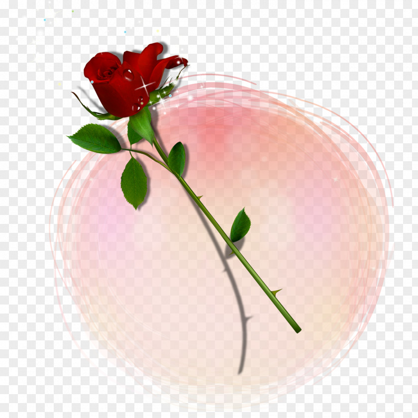 Red Rose Vector Valentine's Day PNG