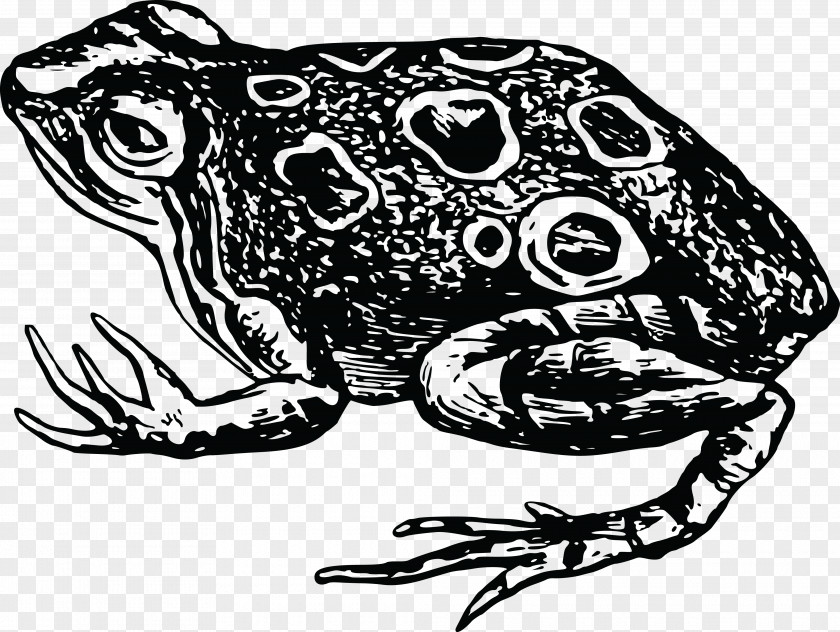 Amphibian Toad Black And White Clip Art PNG