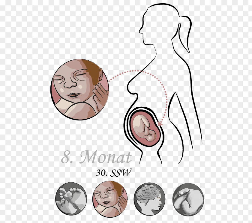 Babys Month Pregnancy Week Academic Quarter Pre-labor PNG