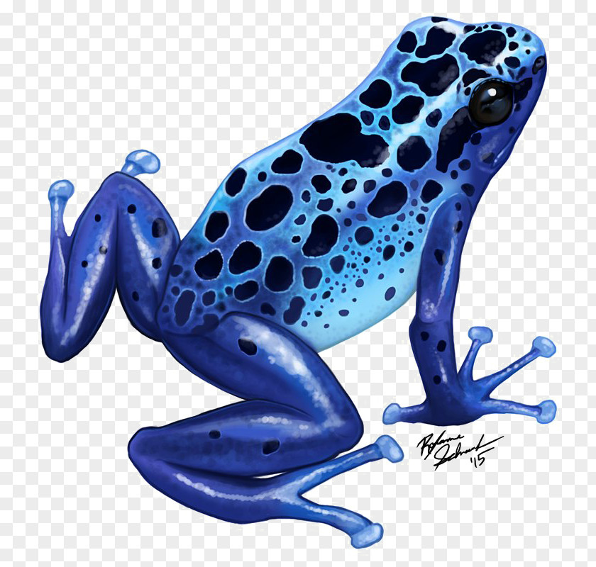 Frog Blue Poison Dart Green And Black Drawing PNG
