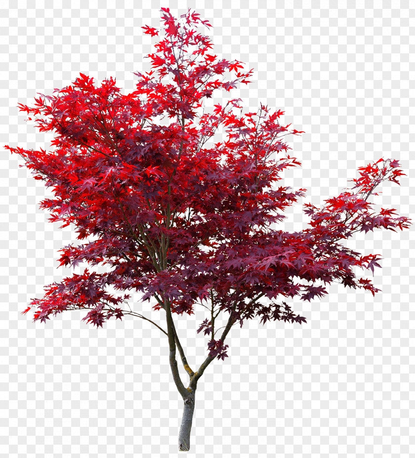 Japan Japanese Maple Red Autumn Leaf Color Acer Japonicum PNG