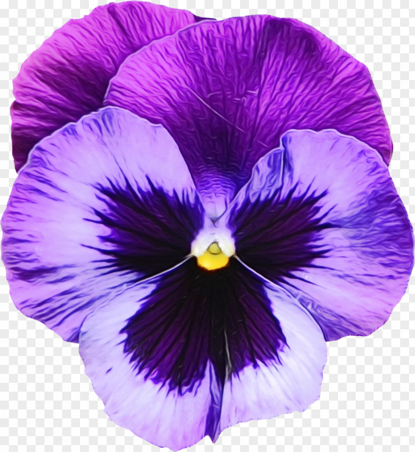 Morning Glory Viola Purple Watercolor Flower PNG