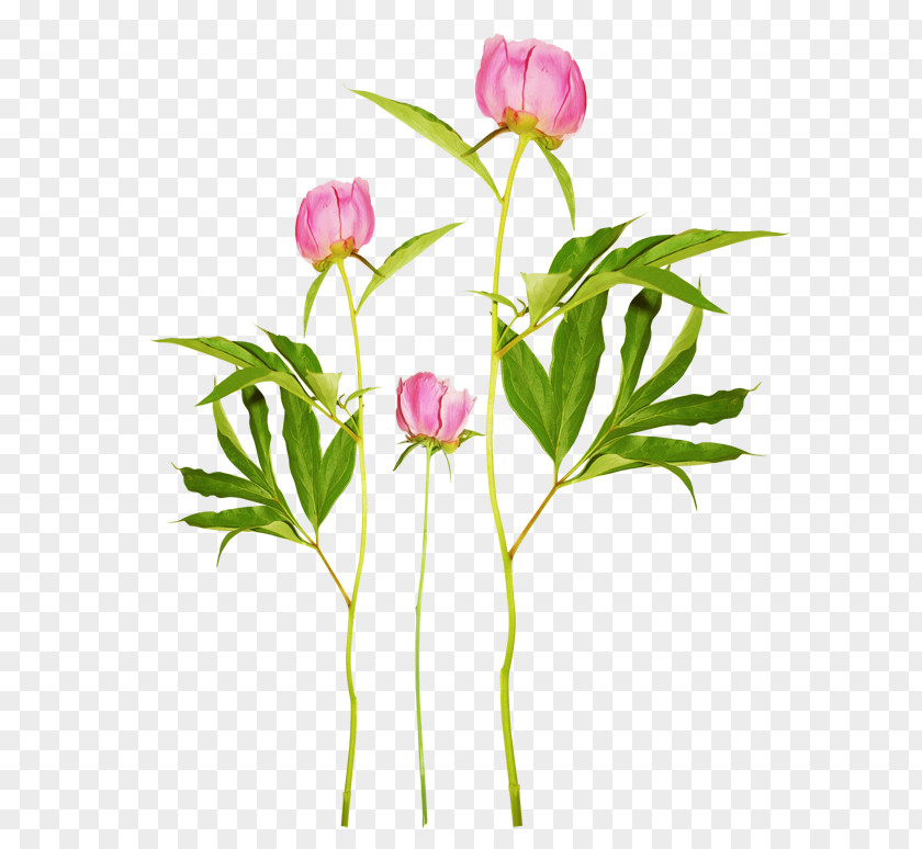 Peony Clip Art PNG