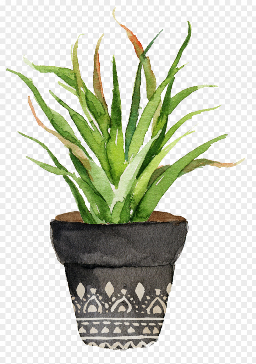 Potted Aloe Watercolor Painting Cactaceae Printing Printmaking PNG