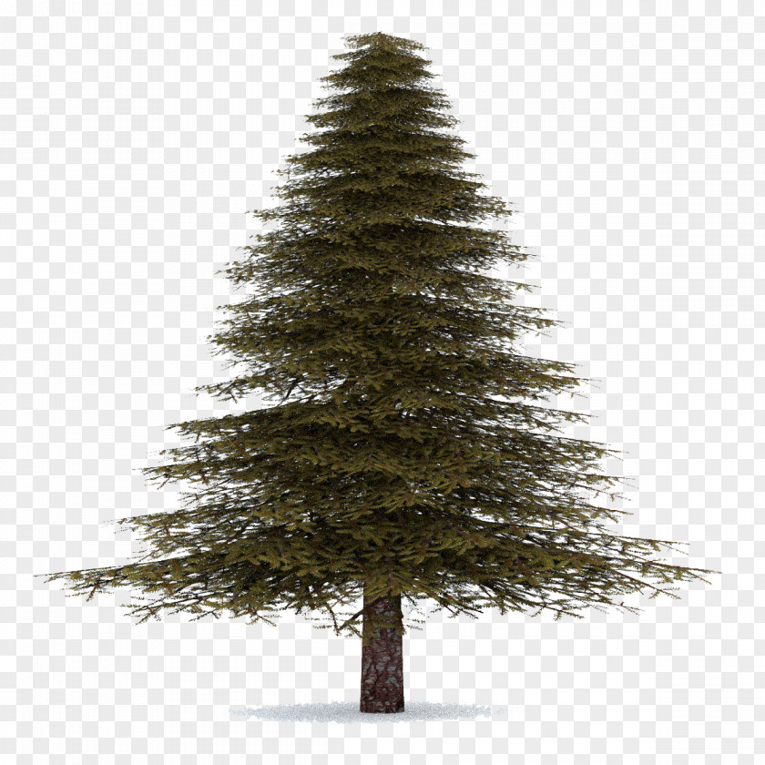 Tree Pine Fraser Fir Clip Art Balsam PNG