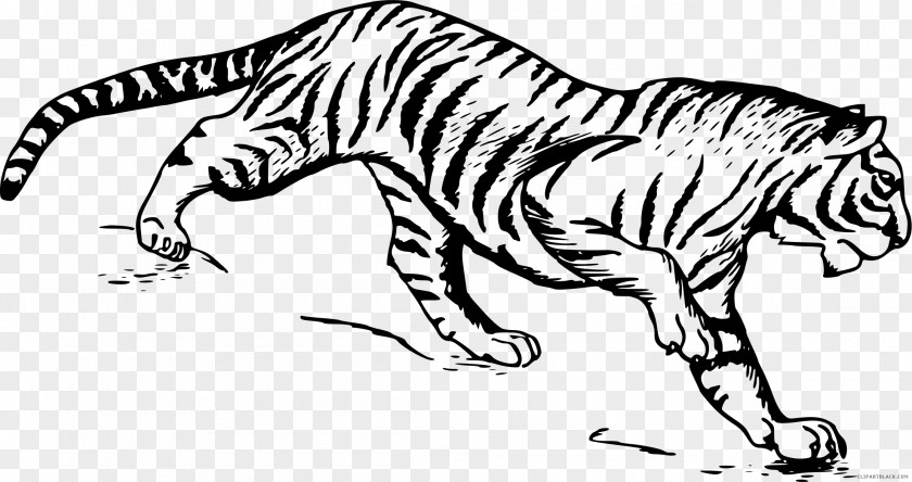 White Tiger Drawing Line Art Sketch PNG