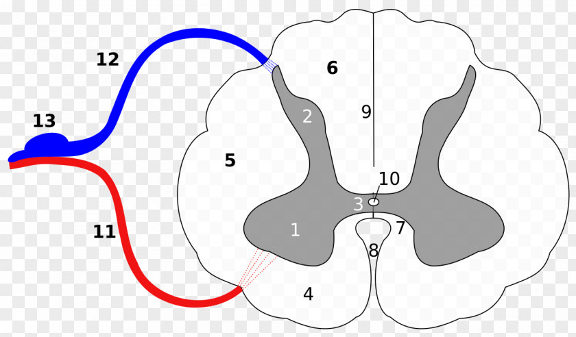 Carbonate Grey Matter Spinal Cord Medulla Oblongata Nerve Anterior Column Central Canal PNG