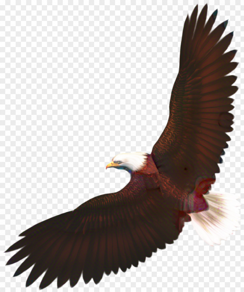 Condor Claw Turkey Cartoon PNG