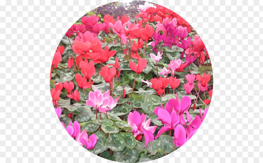 Cyclamen Southtowns Gardening Plant PNG