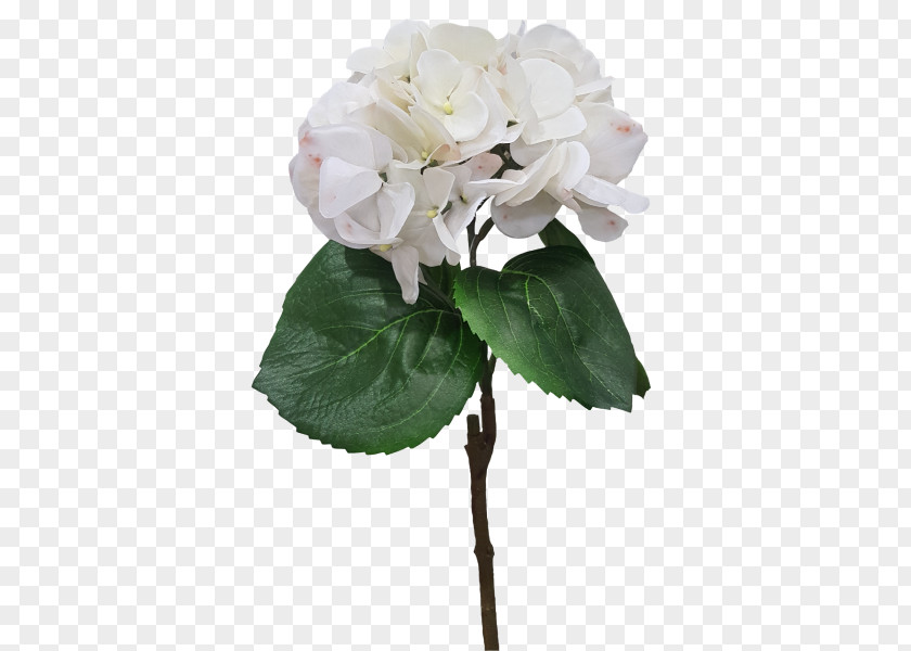 Flower Cabbage Rose Cut Flowers Bouquet Plant Stem PNG