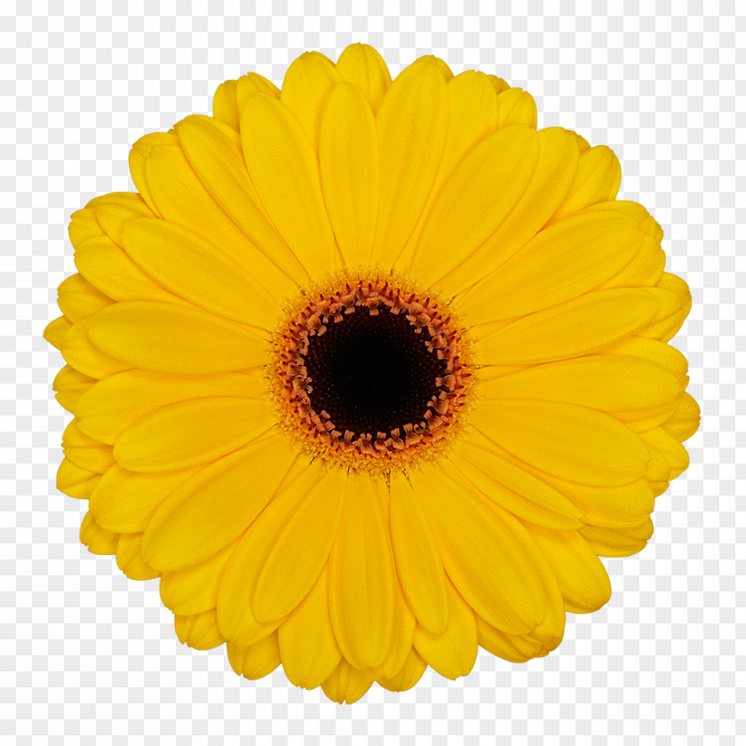 Gerbera Flower Common Daisy Party Yellow Color PNG