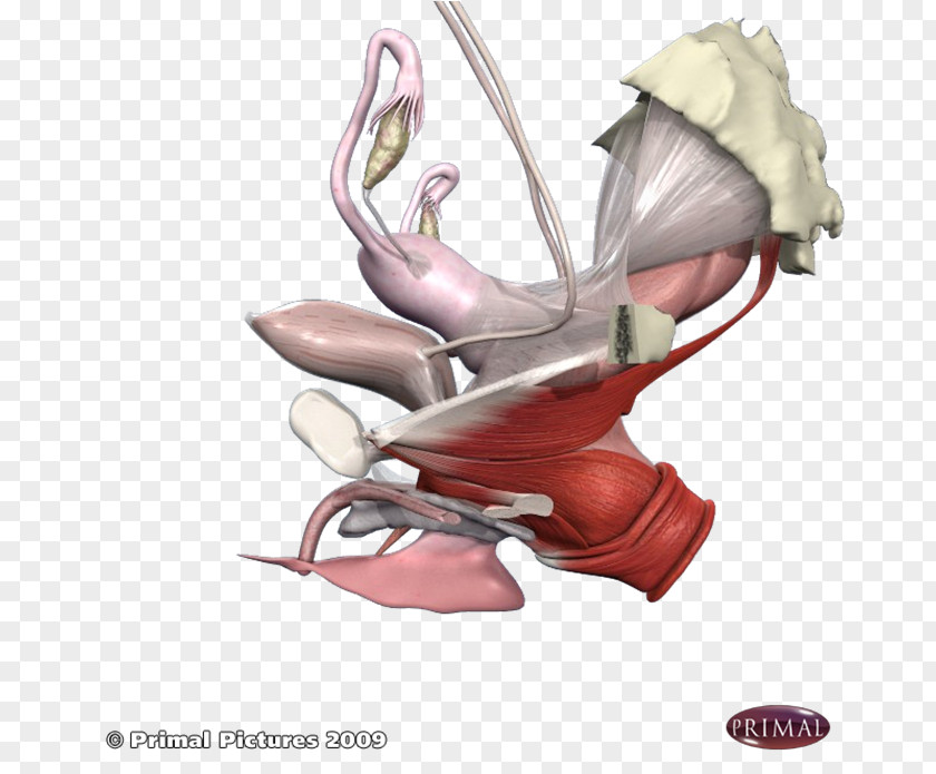 Health Pelvic Floor Dysfunction Physical Therapy Pelvis PNG