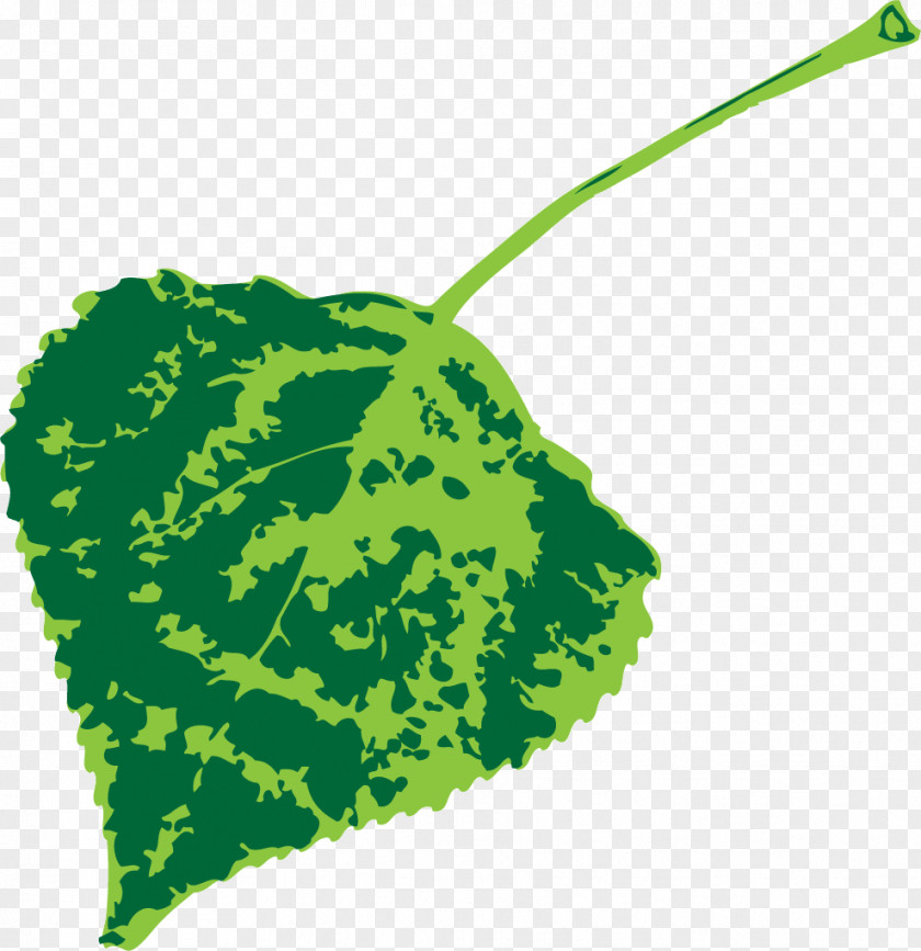 Leaf Green Meter Biology Science PNG