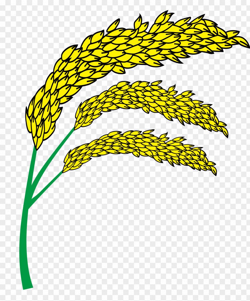 Vector Yellow Wheat Euclidean PNG