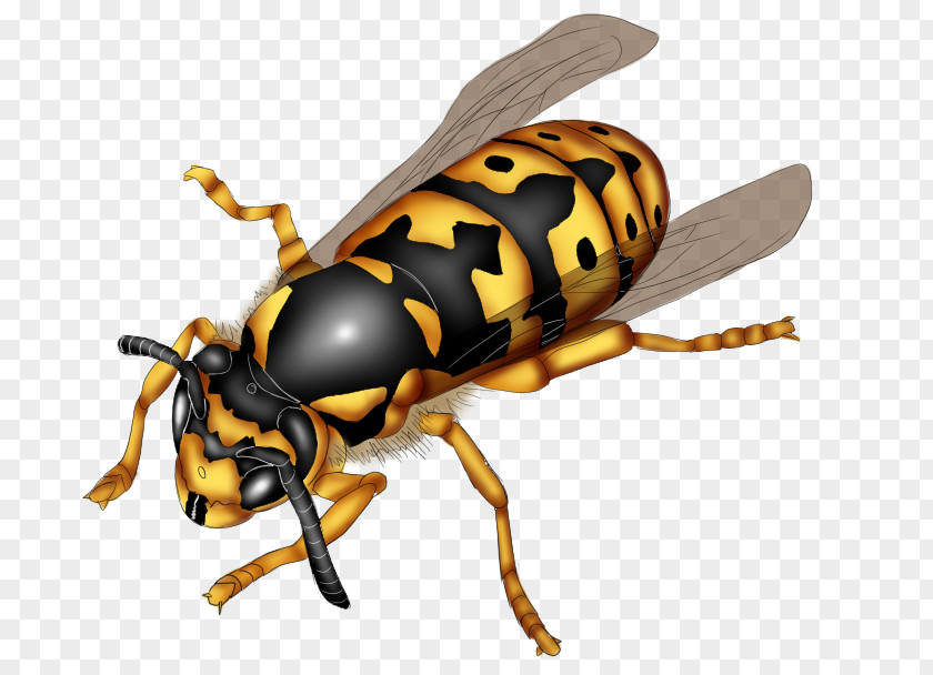 Bee Hornet Wasp Honeycomb Weevil PNG