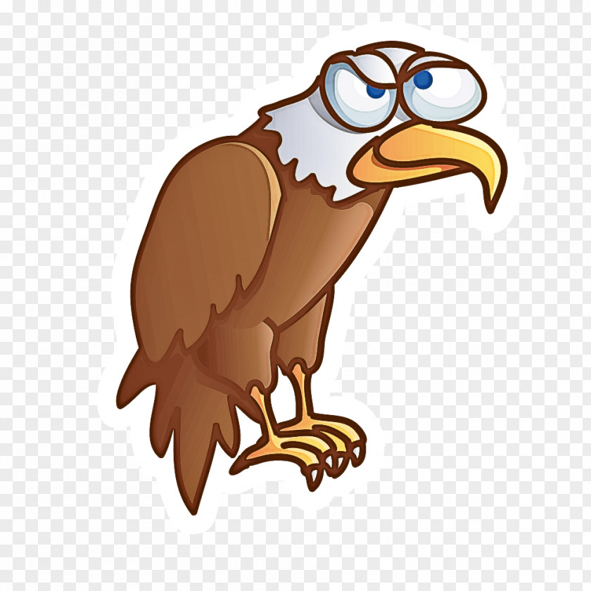 Bird Bald Eagle Of Prey Beak PNG