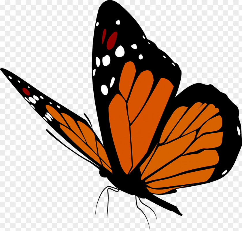 Butterflies Butterfly Insect Clip Art PNG