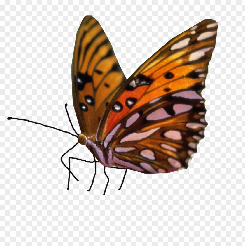 Butterfly Clip Art Image Stock.xchng PNG