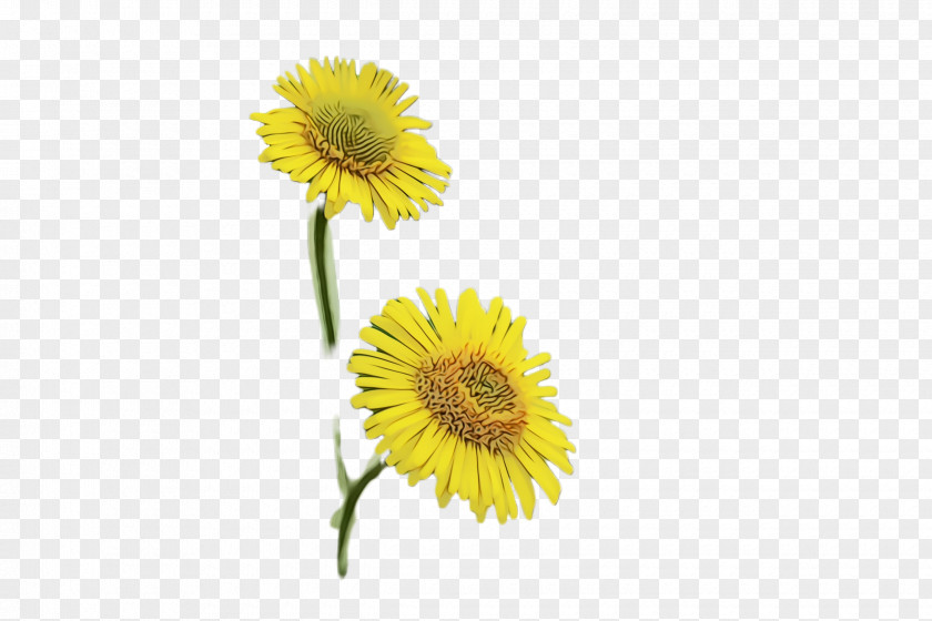 Daisy Family Dandelion Sunflower PNG