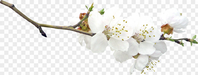 Spring Twig Blossom Branch Fruit Tree PNG