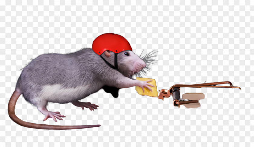 Animation Mousetrap Rat Mouse Muridae Pest Muroidea PNG