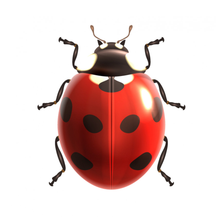 Coccinelle Insect Clip Art PNG